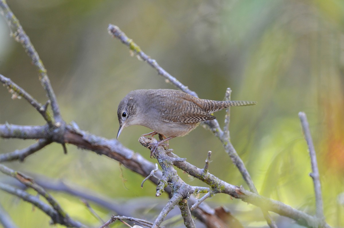 Northern House Wren - ML647201647