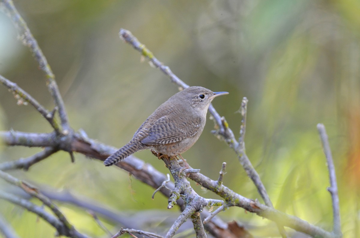 Northern House Wren - ML647201648