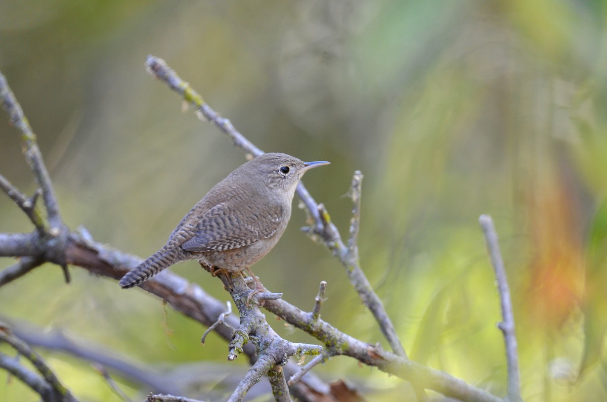 Northern House Wren - ML647201649