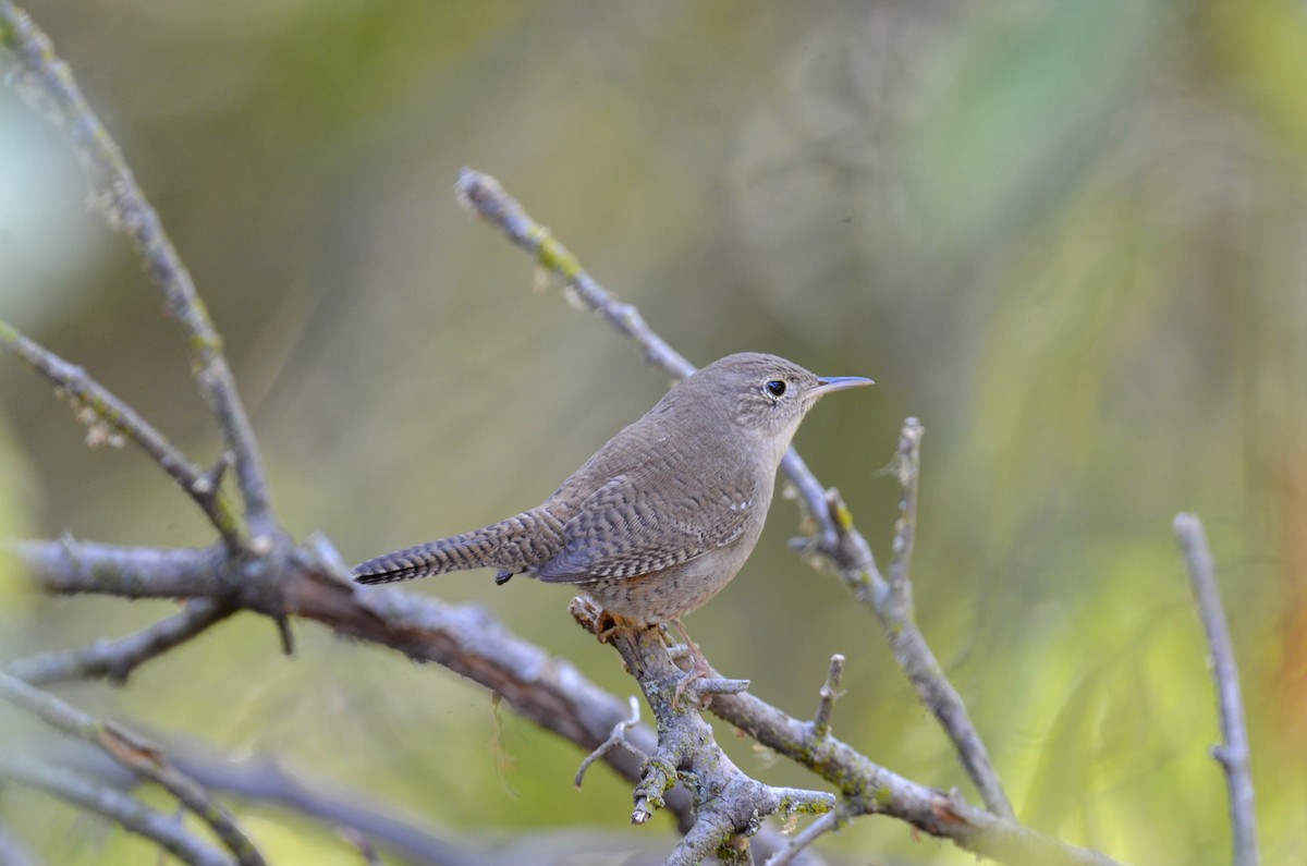 Northern House Wren - ML647201650