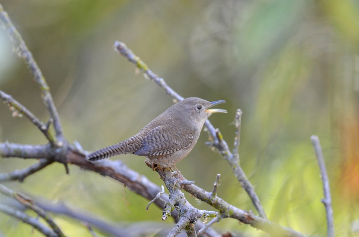 Northern House Wren - ML647201651