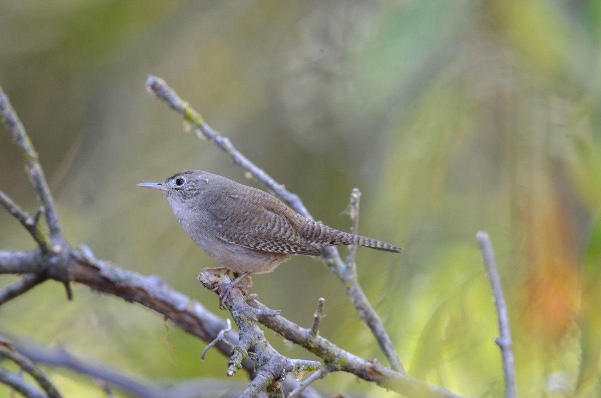 Northern House Wren - ML647201652