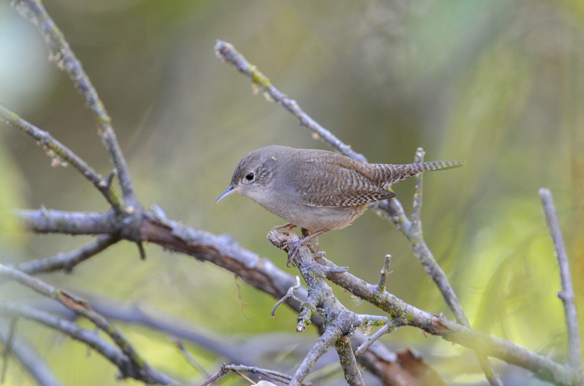Northern House Wren - ML647201653