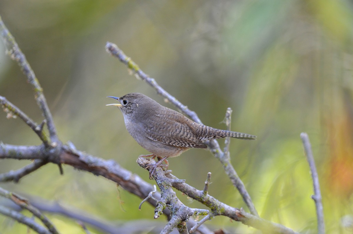 Northern House Wren - ML647201654