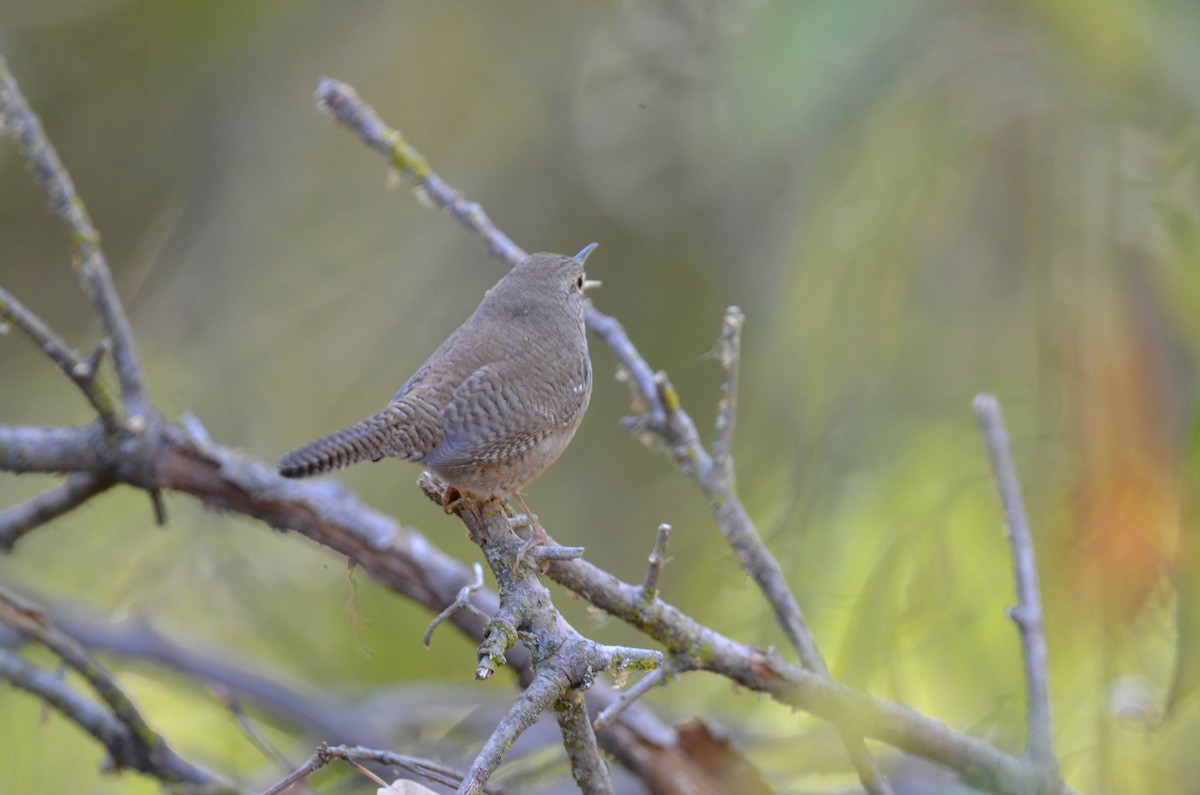 Northern House Wren - ML647201655