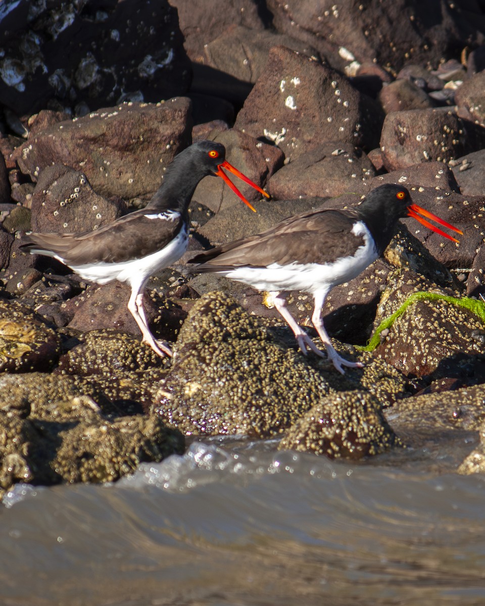 American Oystercatcher - ML647201656