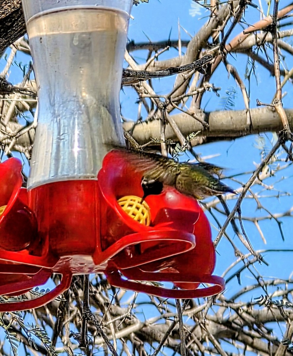 Costa's Hummingbird - ML647201660