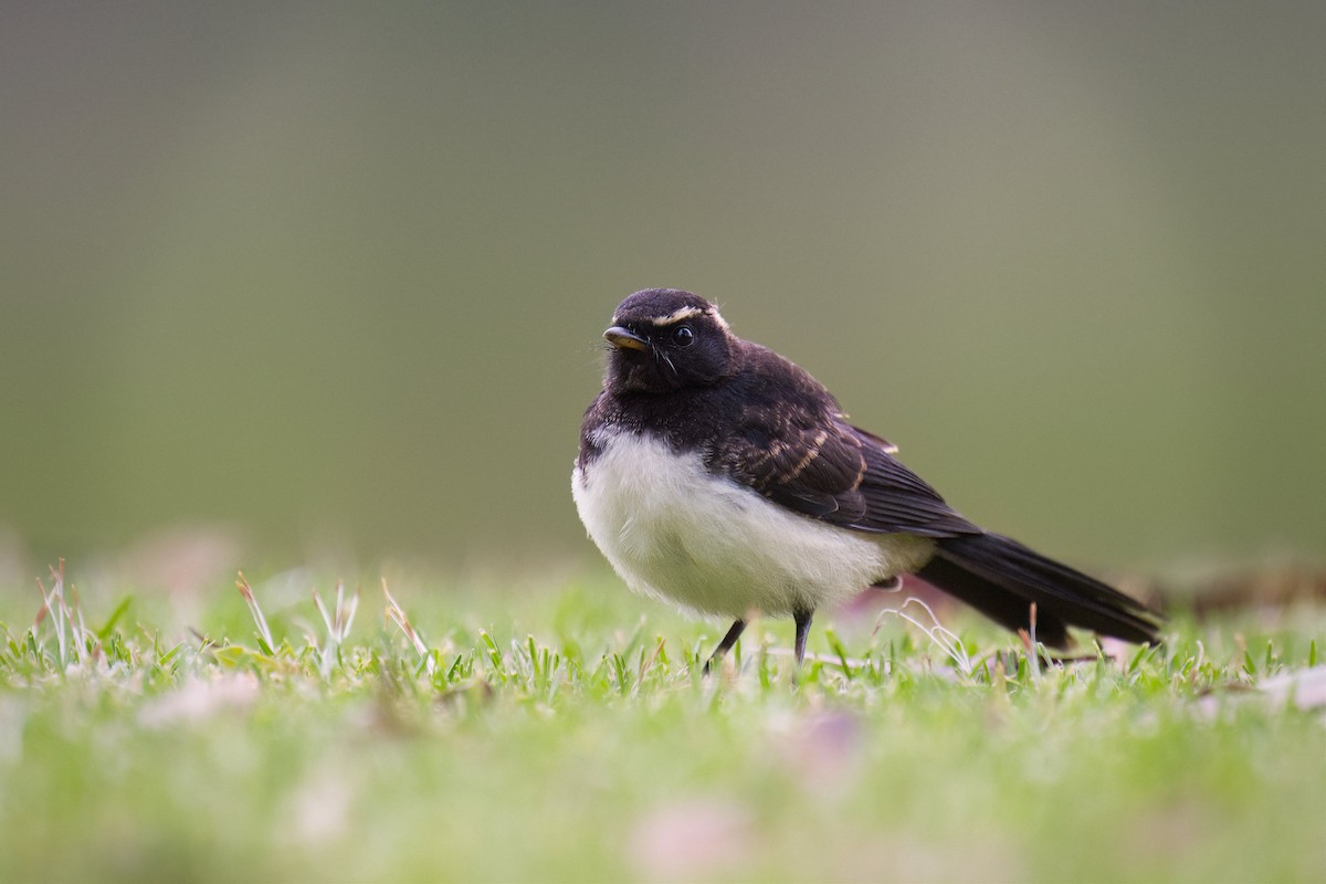 Willie-wagtail - ML647201666