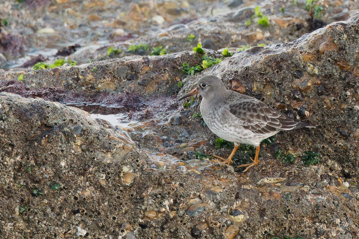 Purple Sandpiper - ML647201676