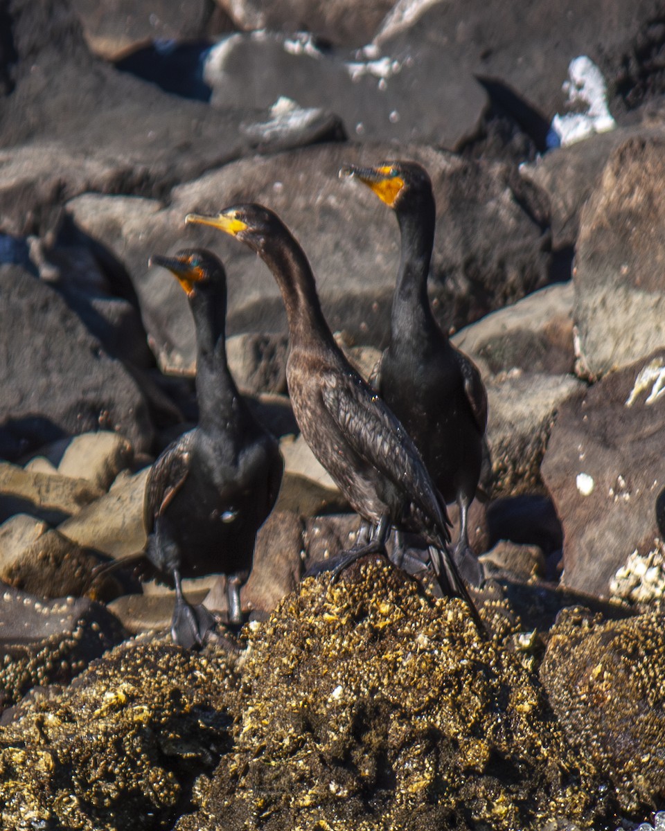 Ohrenscharbe - ML647201678