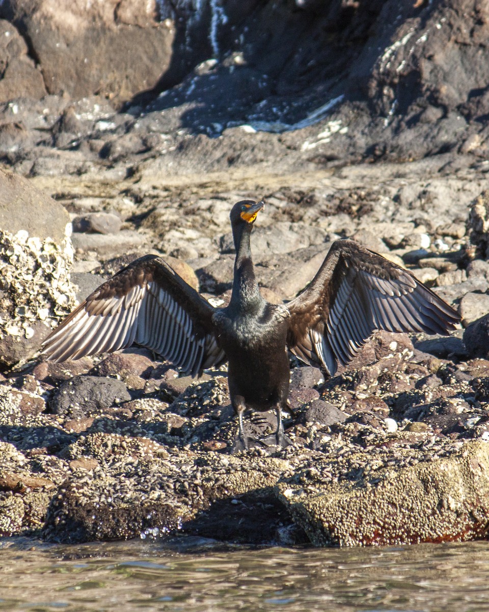 Ohrenscharbe - ML647201680