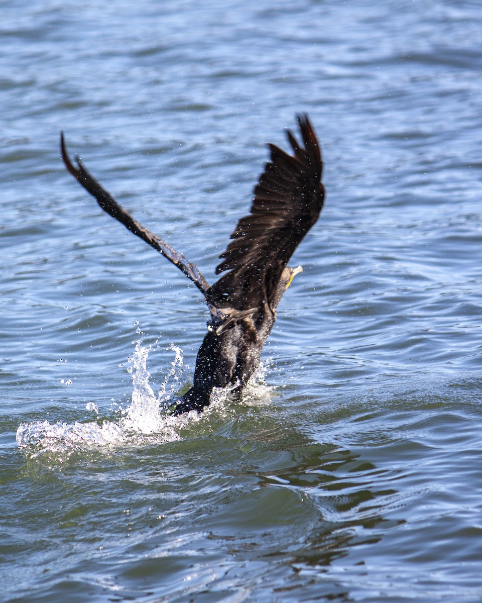 Ohrenscharbe - ML647201681