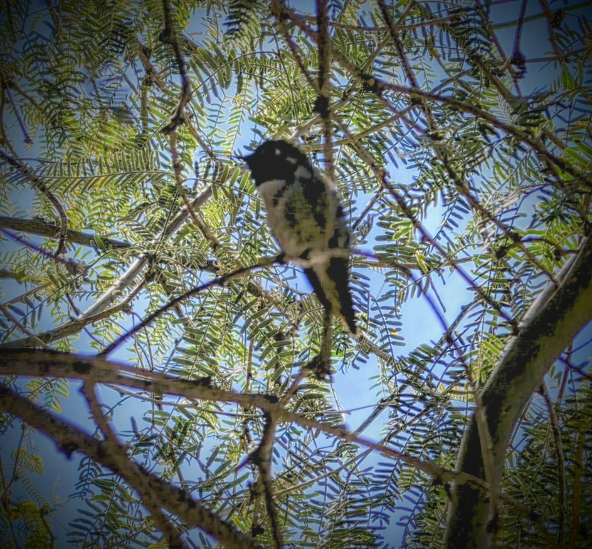 Costa's Hummingbird - ML647201689