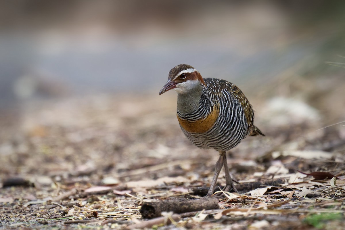 Buff-banded Rail - ML647201690
