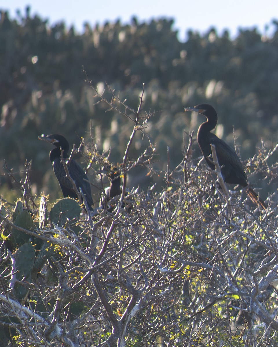 Humboldtscharbe - ML647201694