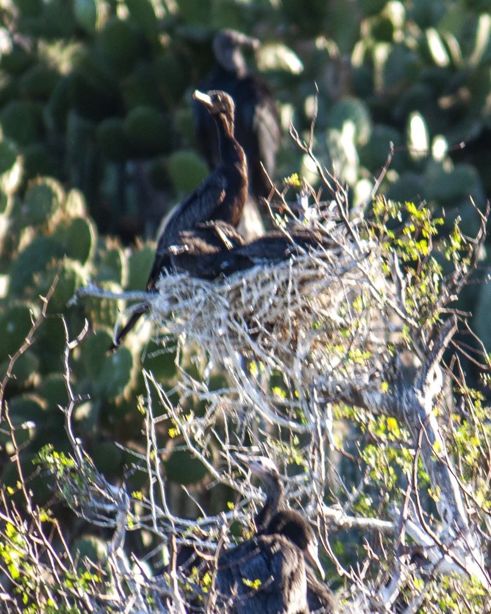 Humboldtscharbe - ML647201695