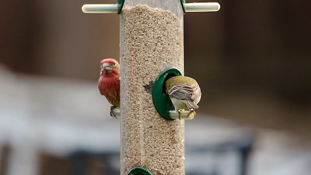 סבכון אורנים - ML647201696