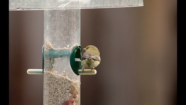 סבכון אורנים - ML647201697