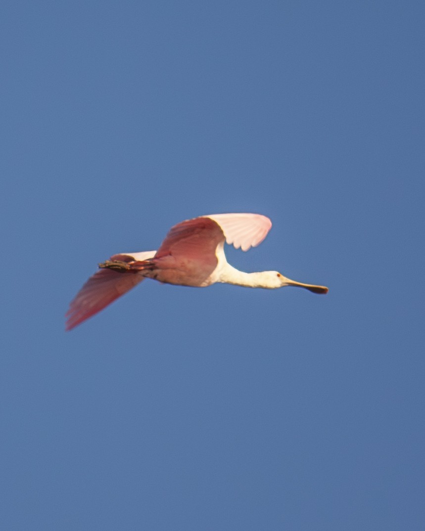 Rosalöffler - ML647201701