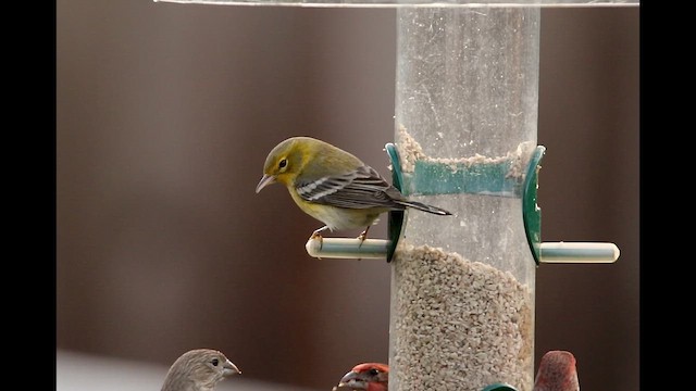 סבכון אורנים - ML647201702