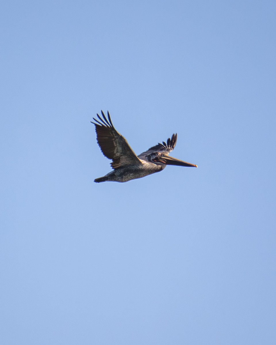 Braunpelikan - ML647201707