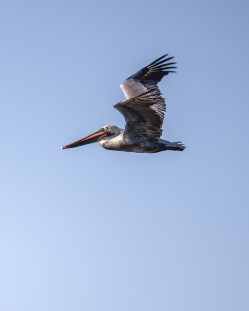 Braunpelikan - ML647201708