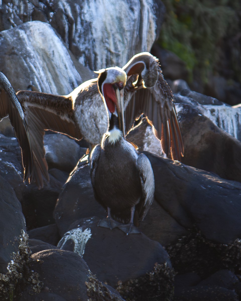 Braunpelikan - ML647201709