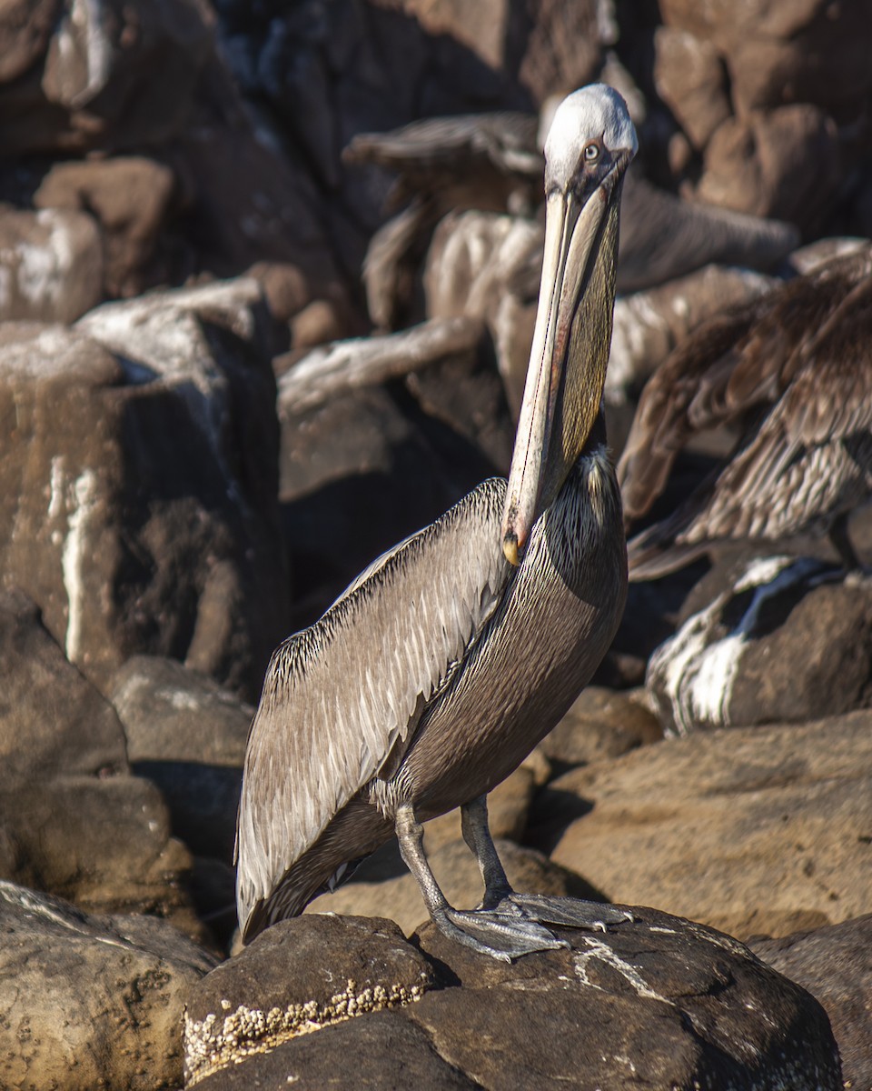 Braunpelikan - ML647201710