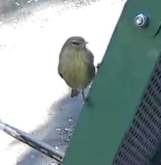 lesňáček hvězdičkový - ML647201711