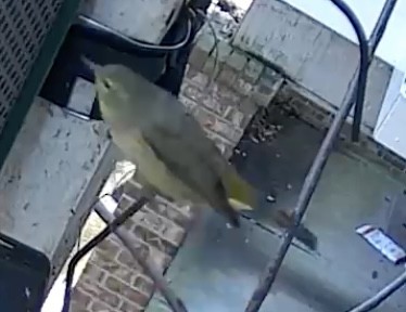 lesňáček hvězdičkový - ML647201712