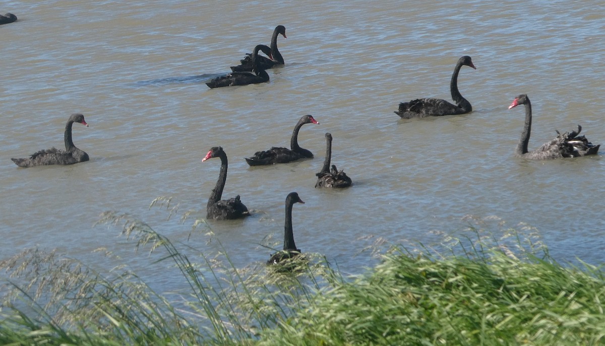ברבור שחור - ML647201717