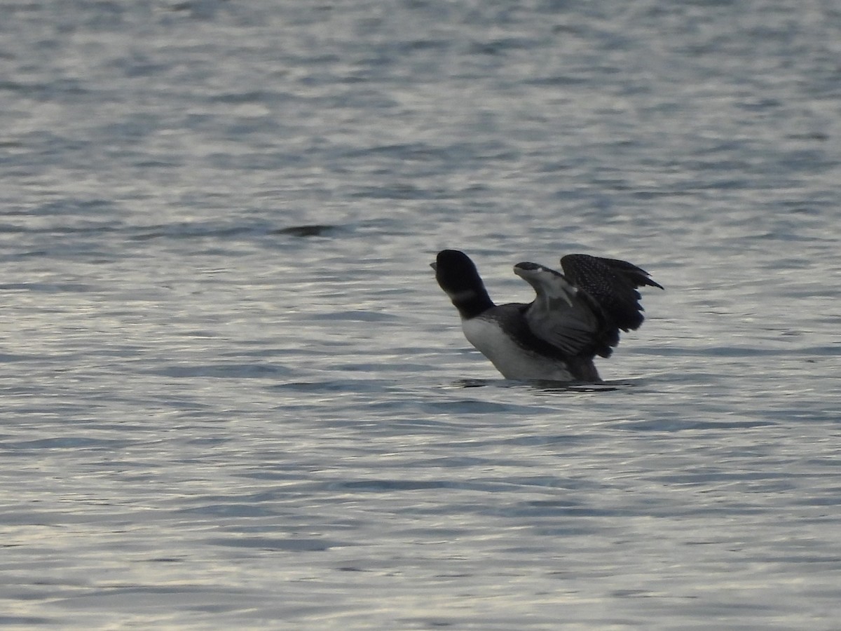 Common Loon - ML647201726