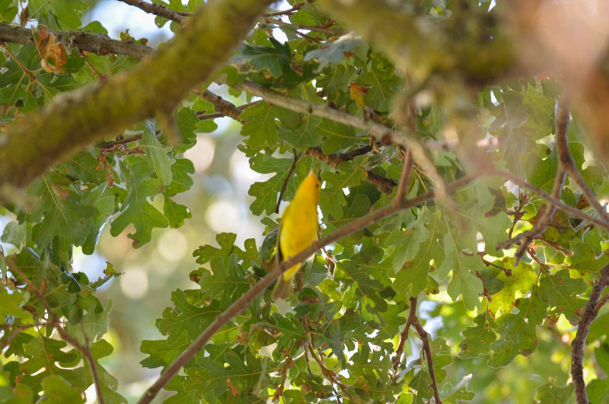 Sarı Ötleğen - ML647201729