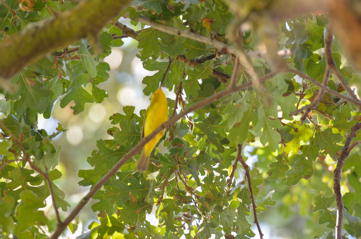 Sarı Ötleğen - ML647201730
