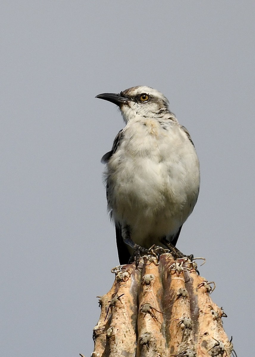 Tropikal Taklitçi - ML647201740