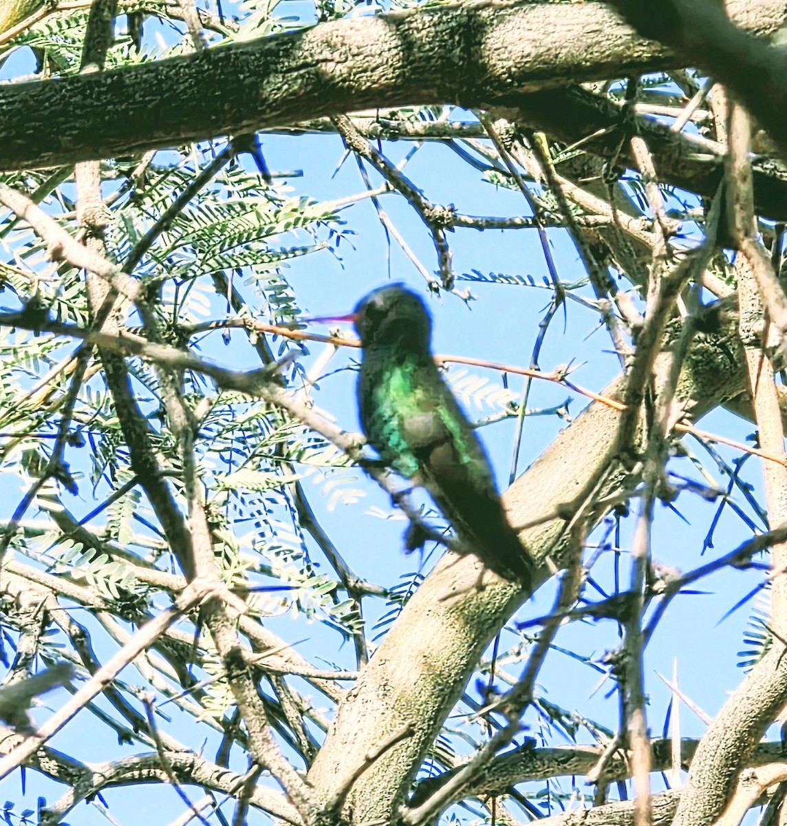Broad-billed Hummingbird - ML647201741
