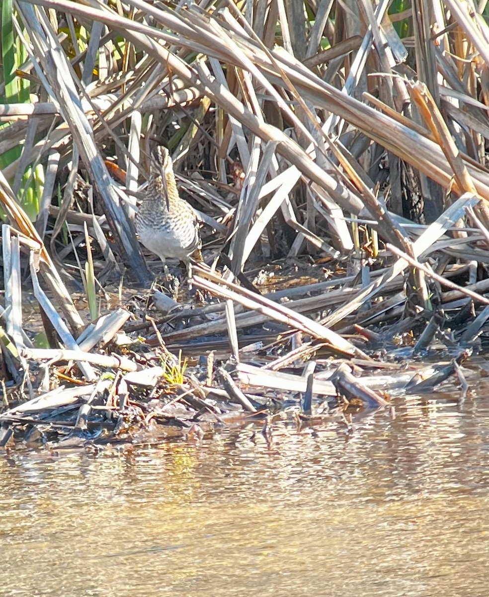 Wilson's Snipe - ML647201750