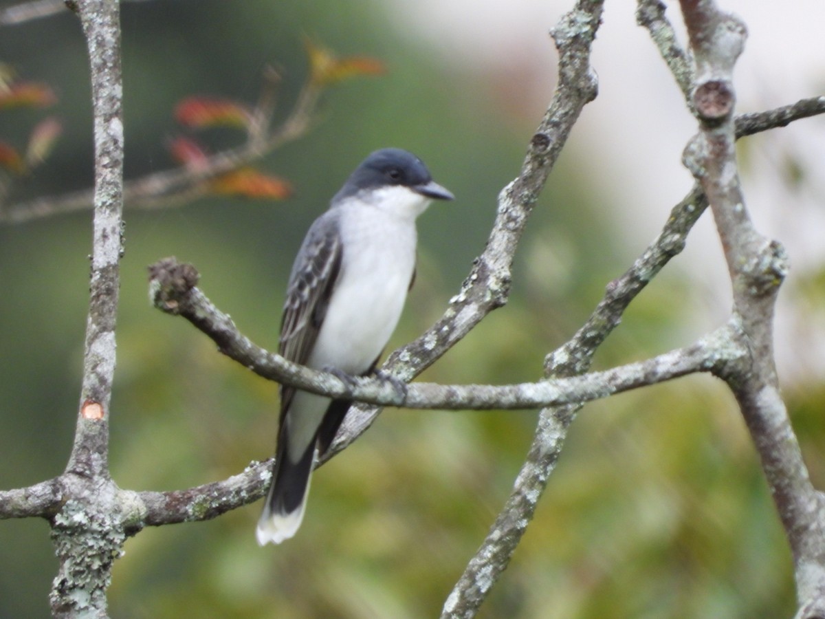 tyran obecný - ML647201755