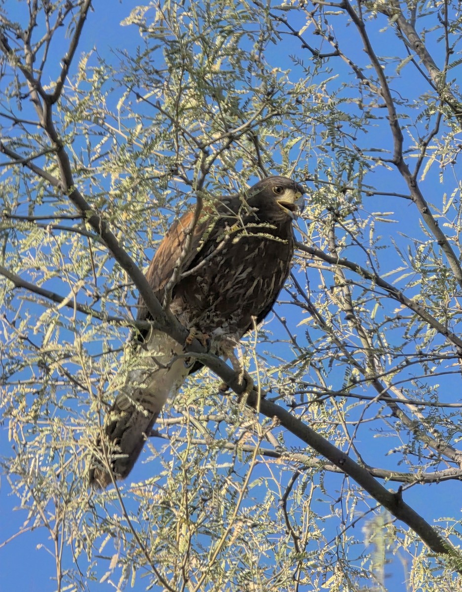 Harris's Hawk - ML647201757