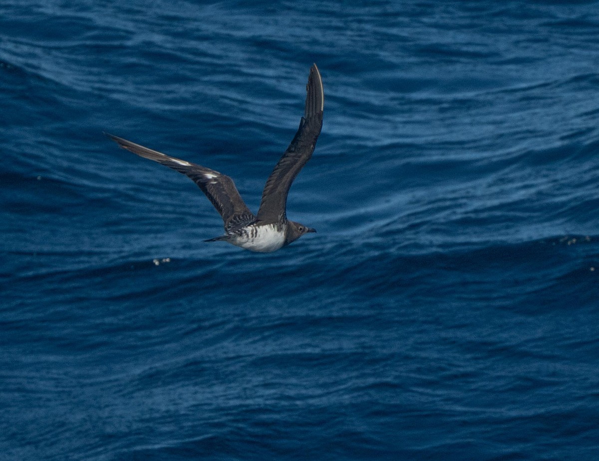 短尾賊鷗 - ML647201758