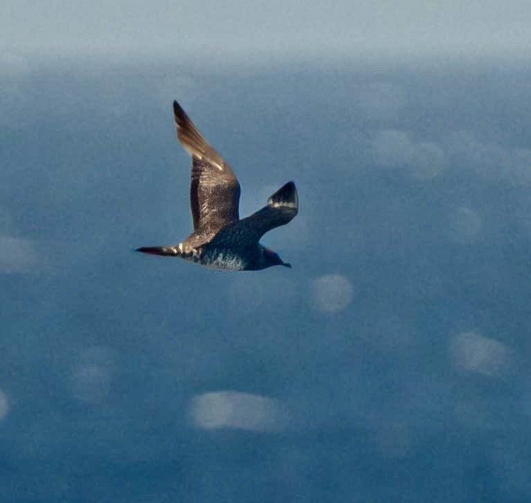 短尾賊鷗 - ML647201759