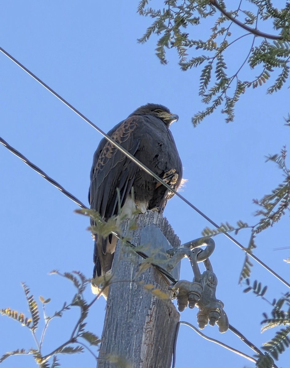 Harris's Hawk - ML647201767