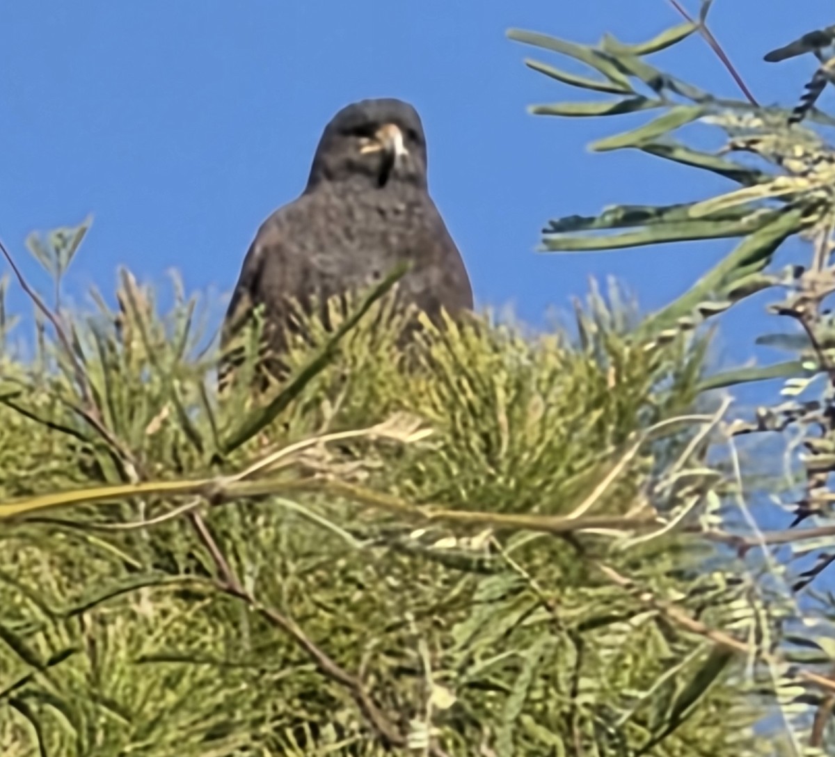 Harris's Hawk - ML647201782