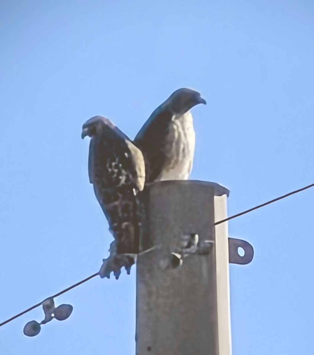 Red-tailed Hawk - ML647201799