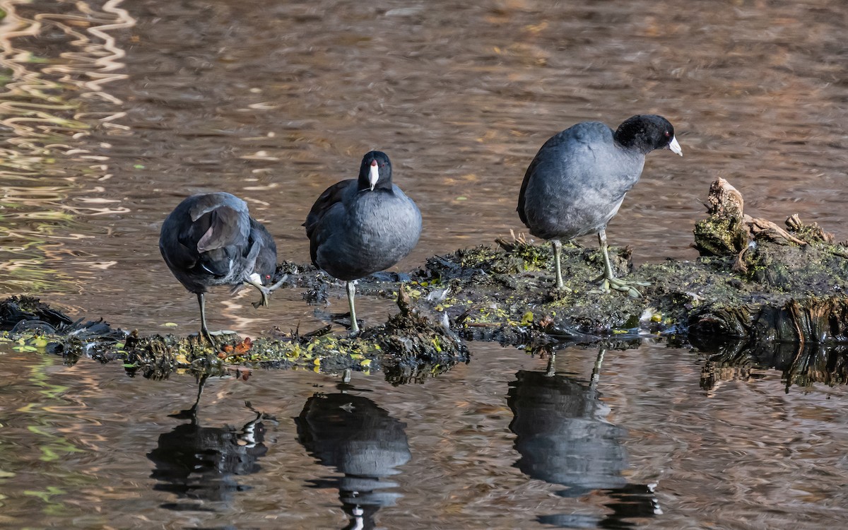 Kopetazuri amerikarra - ML647201800