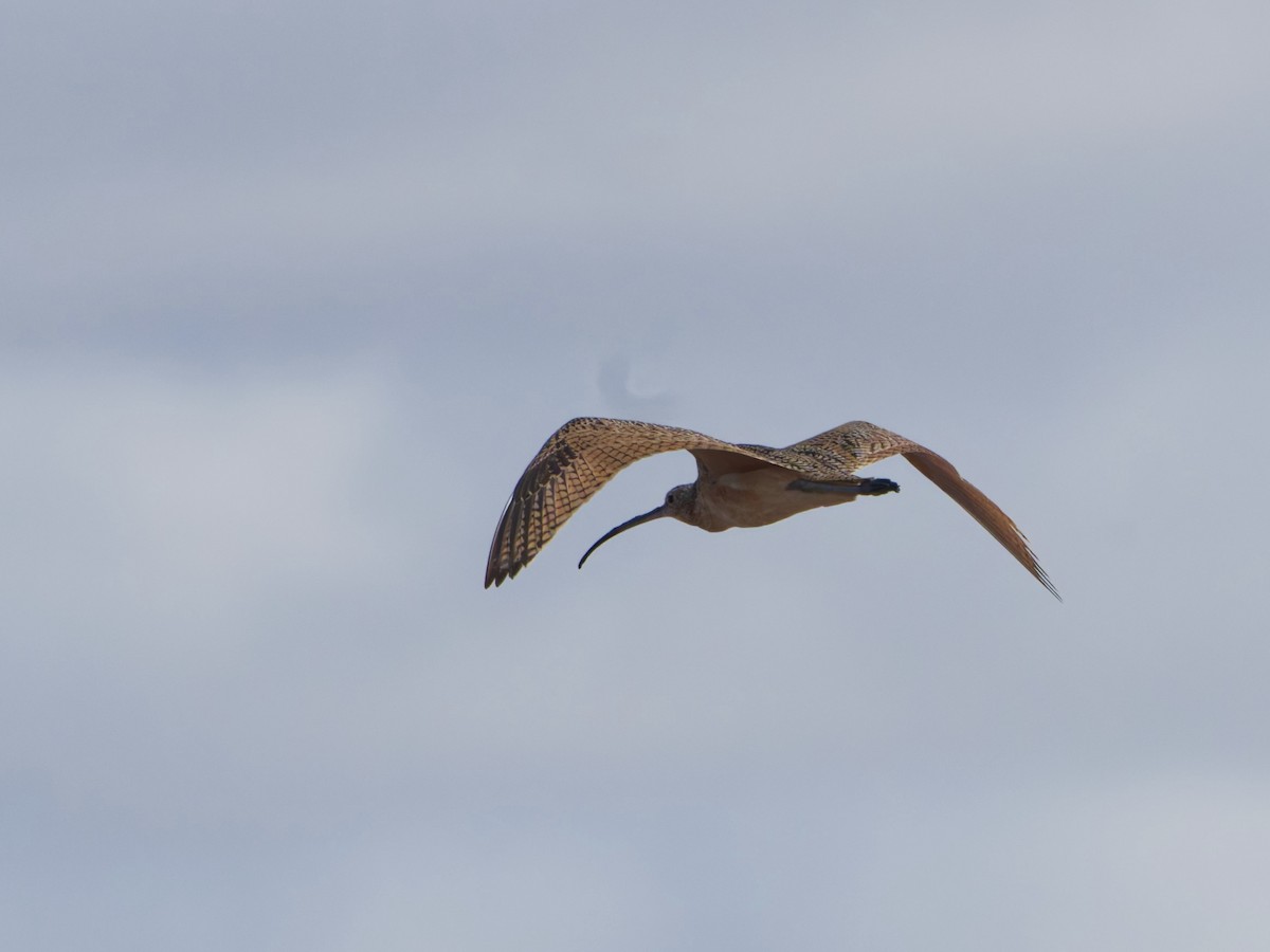 Кульон американський - ML647201809