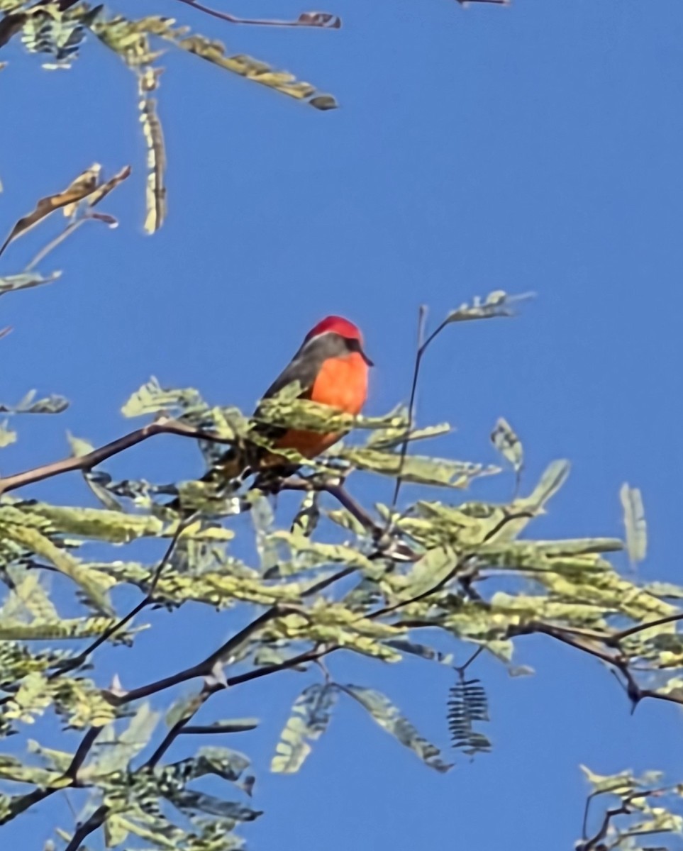 Vermilion Flycatcher - ML647201816