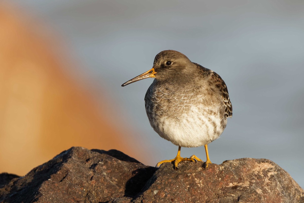 Purple Sandpiper - ML647201825