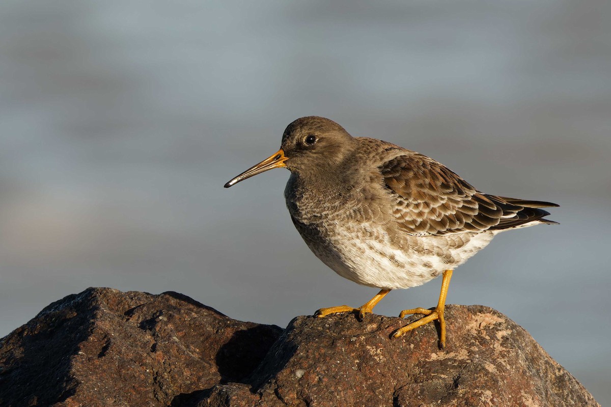 Purple Sandpiper - ML647201826