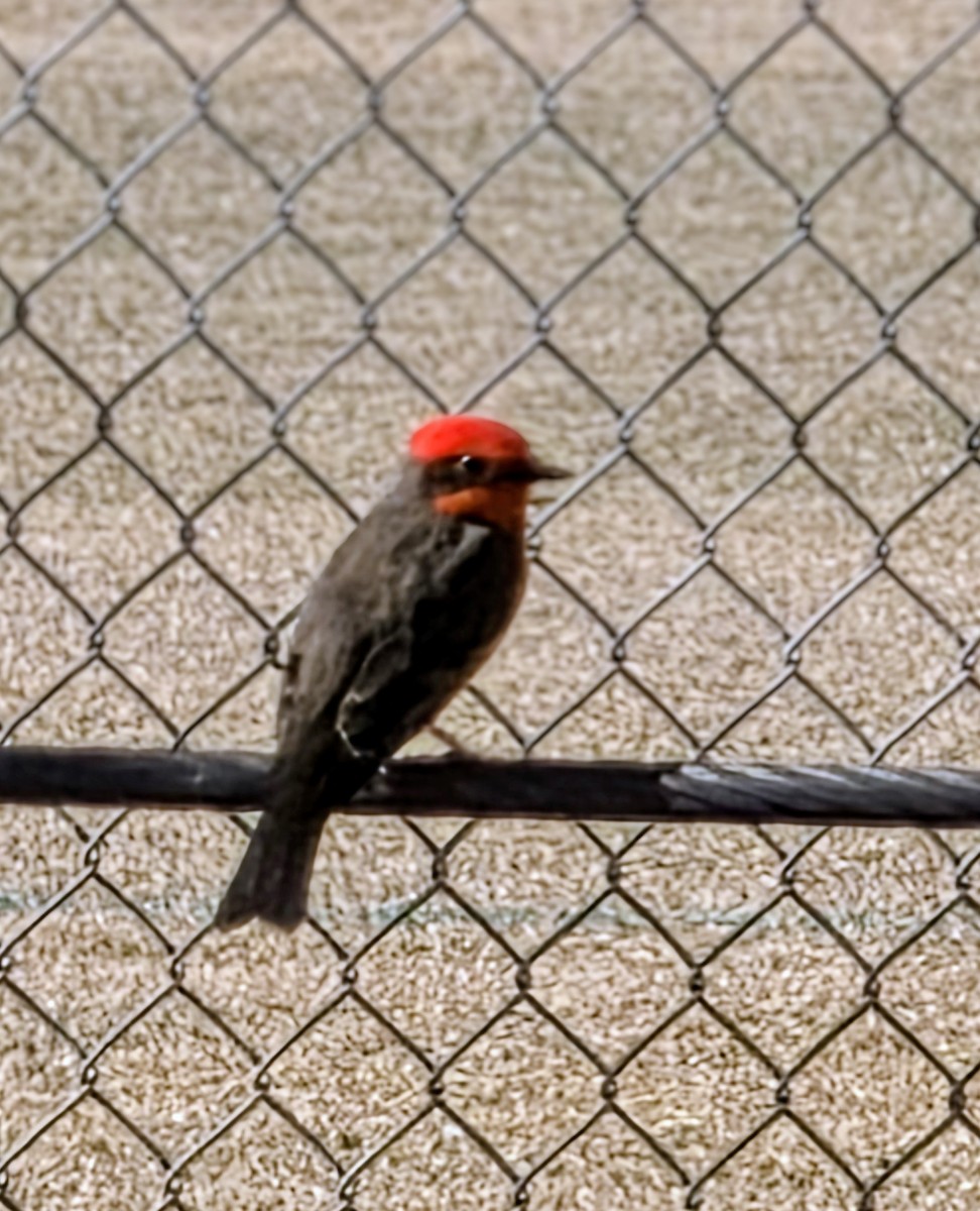 Vermilion Flycatcher - ML647201827